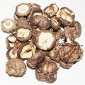 trockener Pilz --- Shiitake